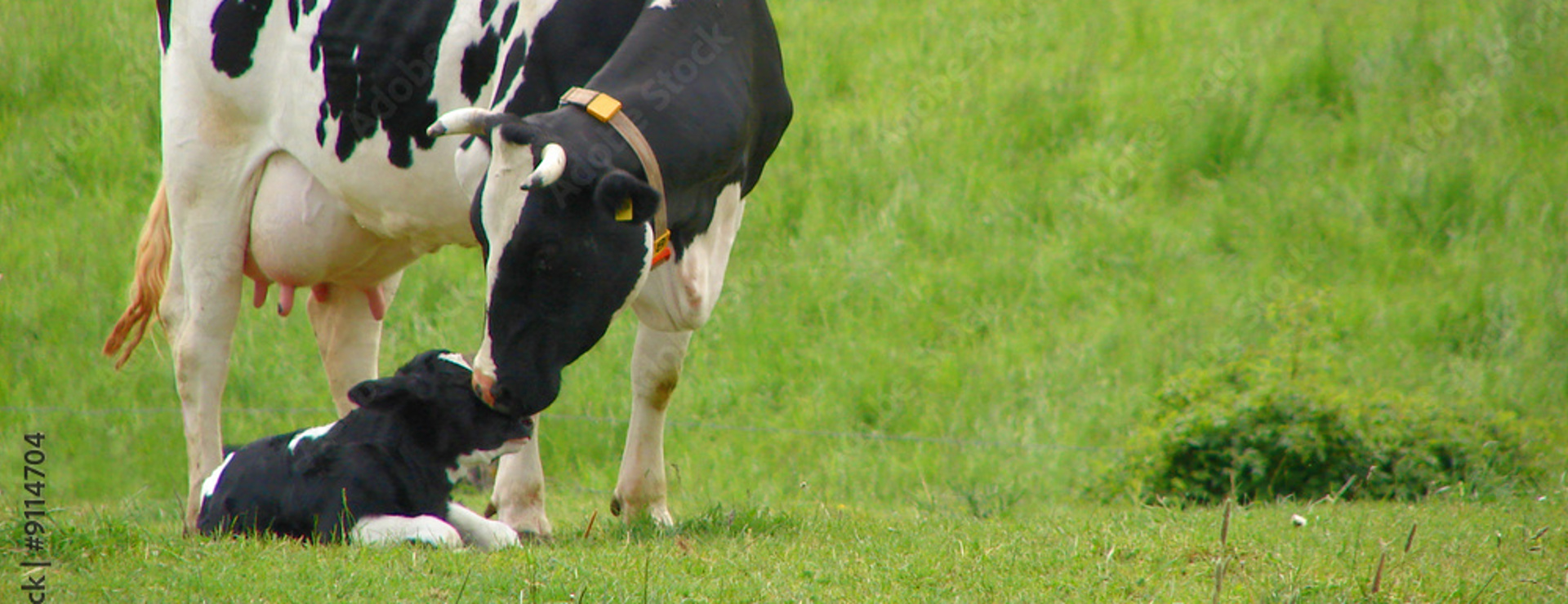 Adobestock 9114704 Preview