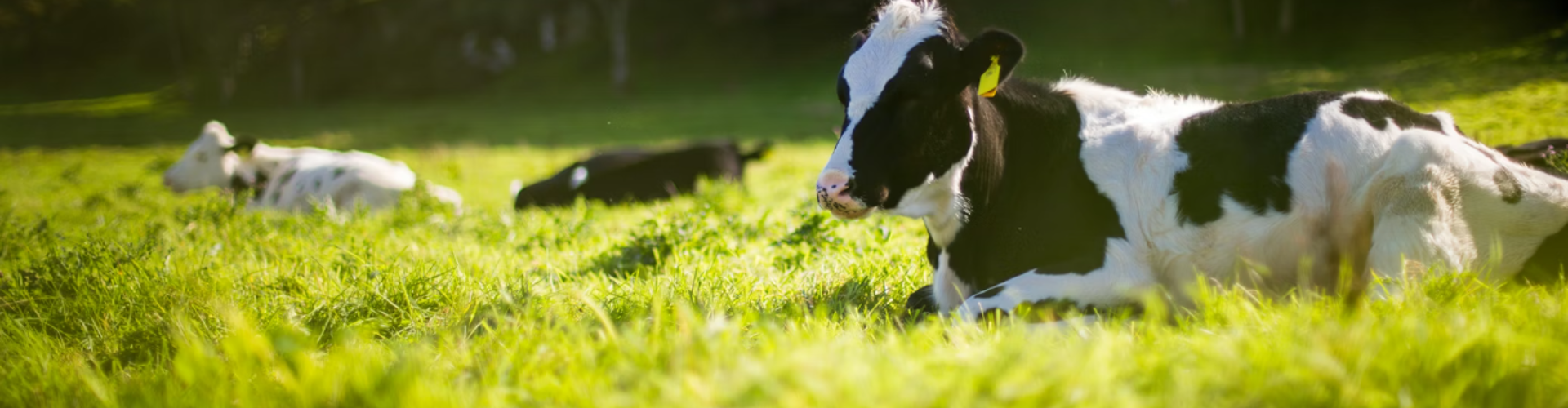 Capture D'écran 2025 12 07 192310