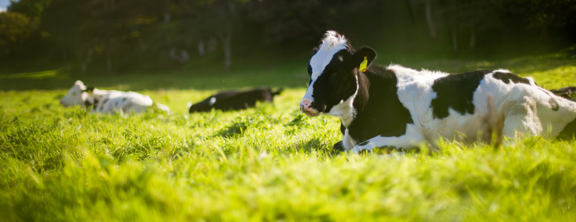 Capture D'écran 2025 12 07 192310